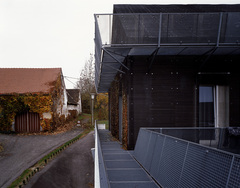 Schwarzer Laubfrosch